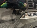 крышка багажника (дверь 3-5) GMC Terrain 2 поколение [рестайлинг] 2022, 1.5 л., бензин, АКПП, чёрный, полный привод - фото №13