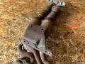 катализатор Ford Focus 3 поколение CB8 2012, 1.6 л., VVT-i, PNDA, бензин, МКПП, midnight sky, хетчбэк 5 дв., передний привод, правый руль, AV61-5F297-AB - фото №2