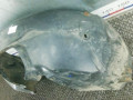 защита арок передняя левая (подкрылок) Ford Kuga 1 поколение 2009, 2.0 л., дизель, МКПП, внедорожник 5 дв. - фото №3