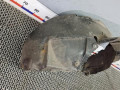 защита арок передняя правая (подкрылок) Hyundai Tucson 1 поколение 2006, 2.0 л., дизель, внедорожник 5 дв., 8, 68E15 - фото №2