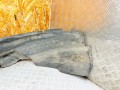 защита арок передняя левая (подкрылок) Audi A6 Allroad Quattro C5 2004, 2.5 л., дизель, МКПП, универсал, 4Z7821171A - фото №9