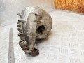 коллектор впускной Volvo S80 1 поколение 2000, 2.4 л., B 5244 S, бензин, МКПП, седан, 09434314, 9434314 - фото №5