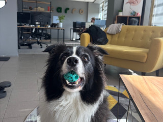 Bluetooth антенна Nissan Silvia S15 1999, 5.7 л., i, бензин, 6МКПП, чёрный, купе, задний привод