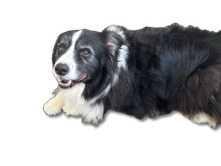 компрессор кондиционера Mercedes-Benz AMG GT 4 1 поколение X290 2021, 3.0 л., Ti, бензин, АКПП, лифтбэк, полный привод, 123