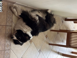 защита арок передняя левая (подкрылок) Audi 200 44/44Q (1983 - 1991)