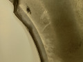 крыло переднее правое Opel Corsa D [2-й рестайлинг] 2011, 1.2 л., i, A 12 XER, бензин, 5МКПП, серебристый, хетчбэк 5 дв., передний привод, 93189644, 13191096 - фото №8
