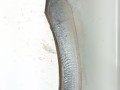 крыло переднее правое Renault Laguna 3 поколение 2008, 2.0 л., DCi, M9R 742, дизель, 6МКПП, универсал, передний привод, 631000032R - фото №7