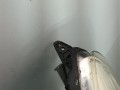 передняя часть (ноускат) Renault Scenic 3 поколение 2011, 1.5 л., DCi, K9K 836, дизель, 6МКПП, минивэн, передний привод - фото №6