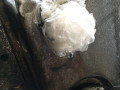 двигатель BMW 3 серия E90/E91/E92/E93 2006, 2.0 л., D, M47 D20 (204D4), дизель, АКПП, седан, задний привод, 204D4, M47N, M47D20 - фото №11