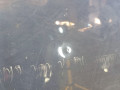 капот Volvo S60 2 поколение 2013, 2.0 л., TD, D 5204 T7, дизель, 6МКПП, седан, передний привод, 31335350 - фото №4