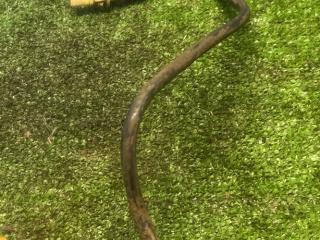 трубка топливная Ford Focus 1 поколение [рестайлинг] CAK 2004, 1.6 л., FYDA, бензин, МКПП, седан