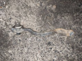 рычаг передний правый Mercedes-Benz E-Класс W212/S212/C207/A207 2010, 2.2 л., дизель, АКПП, седан, задний привод, правый руль, 2123304000, A2123304000 - фото №2