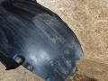 защита арок передняя правая (подкрылок) Volkswagen Transporter T5 2006, 2.5 л., AXD, дизель, МКПП, микроавтобус, 7H0809962C - фото №6