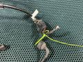 проводка датчика ABS Porsche Cayman 981 2014, 2.9 л., бензин, АКПП, 98160913301, 98160913301AS001 - фото №6