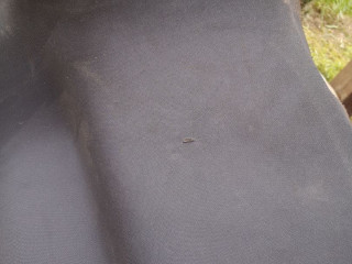 потолок Alfa Romeo Stelvio 1 поколение 2018, 2.2 л., дизель, АКПП, правый руль, 01561298510E