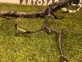 проводка подкапотная Ford Explorer 6 поколение U625 2020, 2.3 л., бензин, АКПП, внедорожник 5 дв., L1MT-14B060-BFE - фото №6