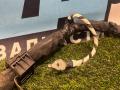 проводка подкапотная Ford Explorer 6 поколение U625 2020, 2.3 л., бензин, АКПП, внедорожник 5 дв., L1MT-14B060-BFE - фото №5
