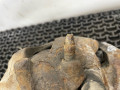 суппорт передний правый Opel Zafira 1 поколение (A) 1999, 1.8 л., бензин, МКПП, серый, передний привод - фото №4