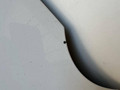 капот Volkswagen Touran 2 поколение 2016, 1.4 л., CZDA, бензин, АКПП, минивэн, 5TA823031 - фото №5