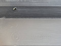 пороги (комплект) BMW X1 F48 2017, 2.0 л., B48 A20 B, бензин, АКПП, синий mediterranblau c10, полный привод, правый руль, 51777332328, 51777332327, 7332328, 7332327, 51777379994, 7379994 - фото №12