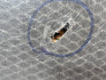 пол багажника BMW X5 F15 2014, 3.0 л., N57 D30 A, дизель, АКПП, mineralweiss metallic (a96), полный привод, правый руль, 9470388, 51477326490, 7326490 - фото №10