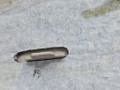 обшивка крышки багажника BMW X5 F15 2014, 3.0 л., N57 D30 A, дизель, АКПП, mineralweiss metallic (a96), полный привод, правый руль, 51497348316, 7348316, 7294442 - фото №10