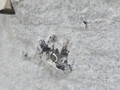 обшивка крышки багажника BMW X5 F15 2014, 3.0 л., N57 D30 A, дизель, АКПП, mineralweiss metallic (a96), полный привод, правый руль, 51497347866, 7347866, 7294439 - фото №6