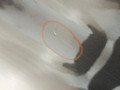 дверь задняя правая BMW 5 серия G30/G31 G30 2017, 2.0 л., B48 B20 A, бензин, АКПП, b65 jatoba brown metallic, седан, задний привод, правый руль, 41007408964, 7408964 - фото №5