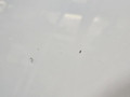 передняя часть (ноускат) BMW 1 серия F20/F21 F20 2013, 3.0 л., N55 B30 A, бензин, АКПП, 300, u300 — alpinweiss iii, хетчбэк 5 дв., задний привод, правый руль, 7229687, 7229688 - фото №37