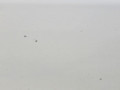 дверь задняя правая BMW X5 F15 2013, 3.0 л., N57 D30 A, дизель, АКПП, 300 alpinweiss iii, полный привод, правый руль, 41517386740, 7386740 - фото №7