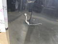 капот BMW 8 серия G14/G15 G15 2021, 4.4 л., N63B44D, бензин, АКПП, черный, купе, полный привод, 7464711, 41007464711 - фото №19