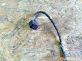 дверная проводка BMW 7 серия E65/E66/E67 2004, 4.4 л., бензин, АКПП, седан, 6913145, 6913152, 6913147, 6913141, 8377308, 8379697 - фото №3