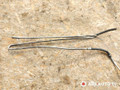 радиатор масляный Peugeot 807 1 поколение 2006, 2.0 л., RHM (DW10ATED4), дизель, АКПП, минивэн, 9631804180 - фото №2