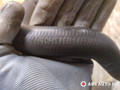 патрубок радиатора IVECO Daily 4 поколение 2008, 2.3 л., дизель, МКПП, фургон, 504136616 - фото №3