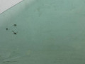 стекло двери передней левой Opel Corsa B 2000, 1.0 л., X 10 XE, бензин, МКПП, темно-синий, хетчбэк 3 дв., передний привод - фото №4