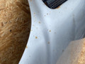 капот Mercedes-Benz M-Класс W163 2001, 3.2 л., M 112.942, бензин, АКПП, внедорожник 5 дв. - фото №7