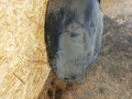 защита арок задняя правая (подкрылок) Mercedes-Benz M-Класс W163 2001, 3.2 л., M 112.942, бензин, АКПП, внедорожник 5 дв. - фото №3