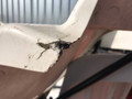 спойлер кабины MAN TGX 1 поколение 2008, 81629100243 - фото №4