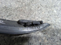 пыльник переднего крыла Renault Laguna 3 поколение 2010, 1.5 л., DCi, дизель, МКПП, хетчбэк 5 дв., 668620006R - фото №3