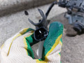 моторчик передних стеклоочистителей (дворников) Toyota Avensis 3 поколение (T270) [2-й рестайлинг] (2015 - 2018), 0390241642, 85110-05070-B - фото №2