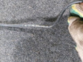 датчик ABS Mercedes-Benz E-Класс W211/S211 [рестайлинг] (2006 - 2009), 3.0 л., CDi, OM 642.920, дизель, АКПП, задний привод, 0265007721 - фото №3