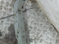 передняя панель крепления облицовки (телевизор) Nissan Tiida C11 (2004 - 2008), 1.5 л., DCi, 6МКПП - фото №4