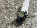 повторитель поворота на крыле Renault Scenic RX4 1 поколение (1996 - 1999), полный привод, 7700822136 - фото №3