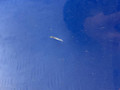 дверь задняя правая BMW 3 серия F30/F31/F34 [рестайлинг] F30 2015, 2.0 л., N47 D20 C, дизель, МКПП, estoril blau (b45), седан, полный привод, правый руль - фото №5