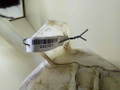бачок омывателя Citroen Berlingo 1 поколение (M49) 2002, 1.6 л., i, NFU (TU5JP4), бензин, МКПП, синий, фургон, передний привод, 9642775480 - фото №3