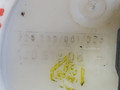 насос топливный Volkswagen Golf 4 поколение 2002, 1.4 л., бензин, 228.233001003, 1J0919051H - фото №4