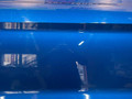 дверь передняя левая Ford Mustang 6 поколение S550 [рестайлинг] 2020, 2.3 л., бензин, АКПП, купе - фото №7
