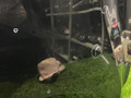 капот Ford Mustang 6 поколение S550 [рестайлинг] 2018, 2.3 л., бензин, АКПП, кабриолет, задний привод - фото №6