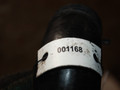 патрубок интеркулера Volkswagen Golf 4 поколение 2001, 1.9 л., дизель - фото №3