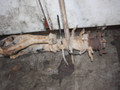 балка подвески задняя Nissan Almera N16 (2000 - 2003), 1.5 л., бензин, хетчбэк 5 дв. - фото №3